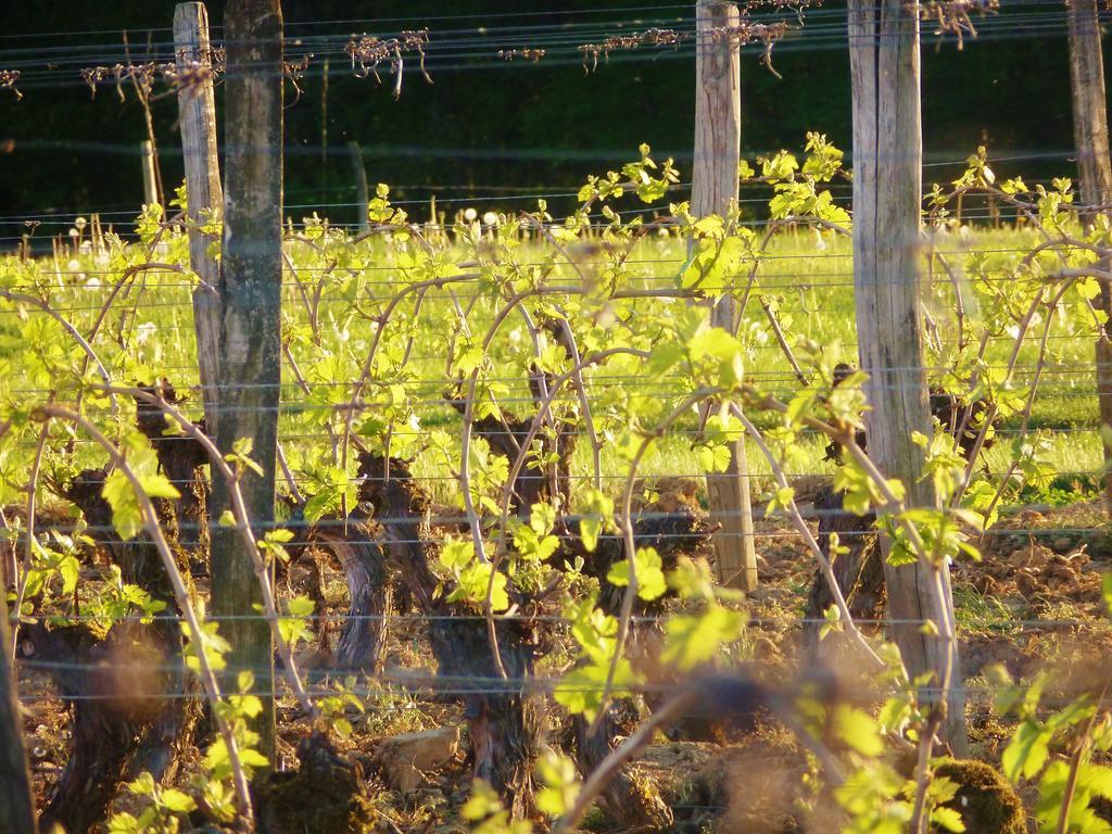 Domaine Joseph Lafarge Wine Resort Oeno-Tonneaux Experience Lugny Exterior foto