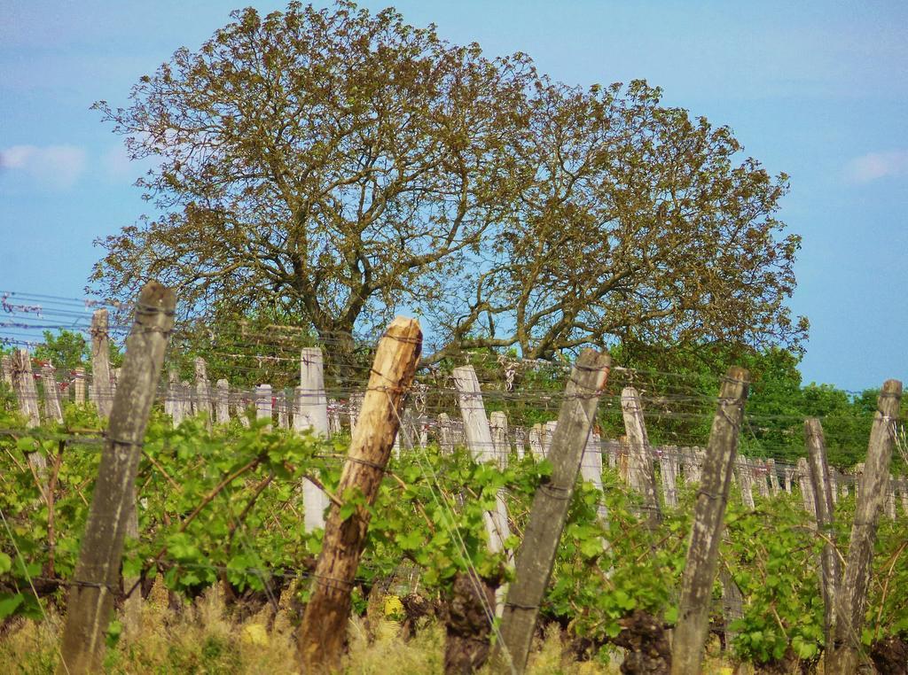 Domaine Joseph Lafarge Wine Resort Oeno-Tonneaux Experience Lugny Exterior foto